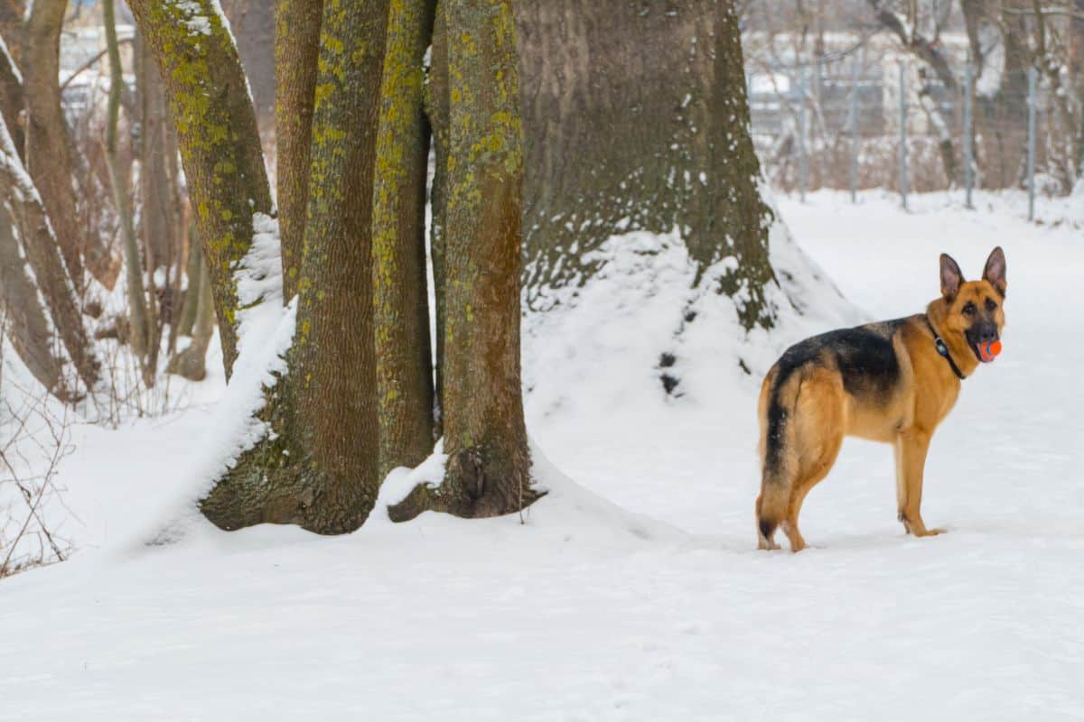 how cold is too cold for german shepherd