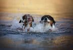 5 dogs under 50 pounds which are the best swimmers