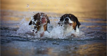 5 dogs under 50 pounds which are the best swimmers