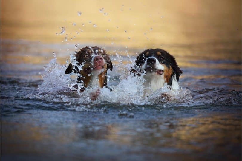 5 dogs under 50 pounds which are the best swimmers