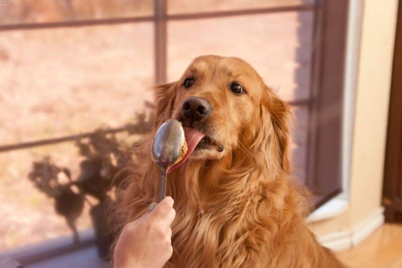 Are Dogs Able to Eat Almond Butter?