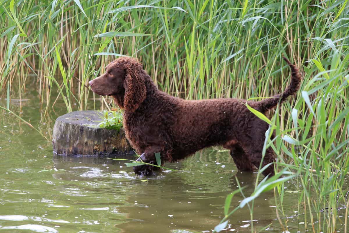 Boykin Spaniel