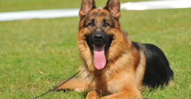 German Shepherds as Service Dogs: 10 Things You Should Know