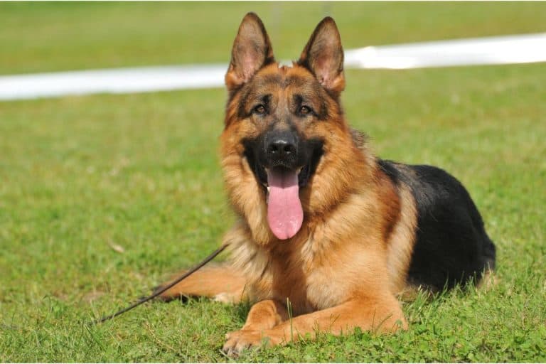 German Shepherds As Service Dogs: 10 Things You Should Know