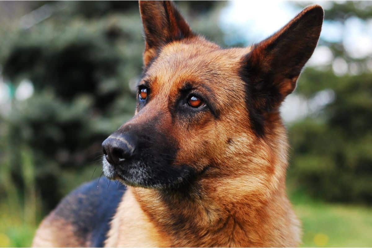 German Shepherds as Service Dogs: 10 Things You Should Know