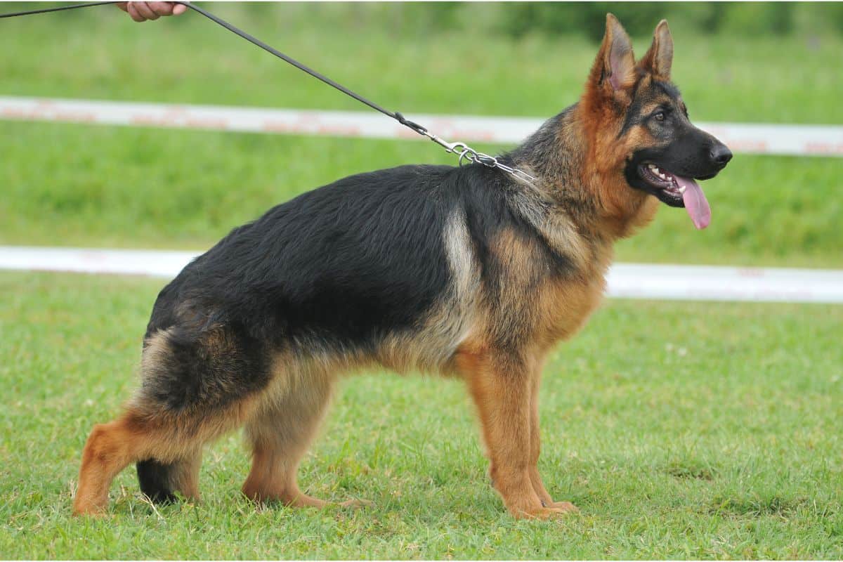 German Shepherds as Service Dogs: 10 Things You Should Know