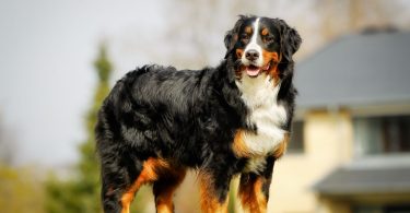 Is It Good Or Bad to shave your Bernese Mountain dog?
