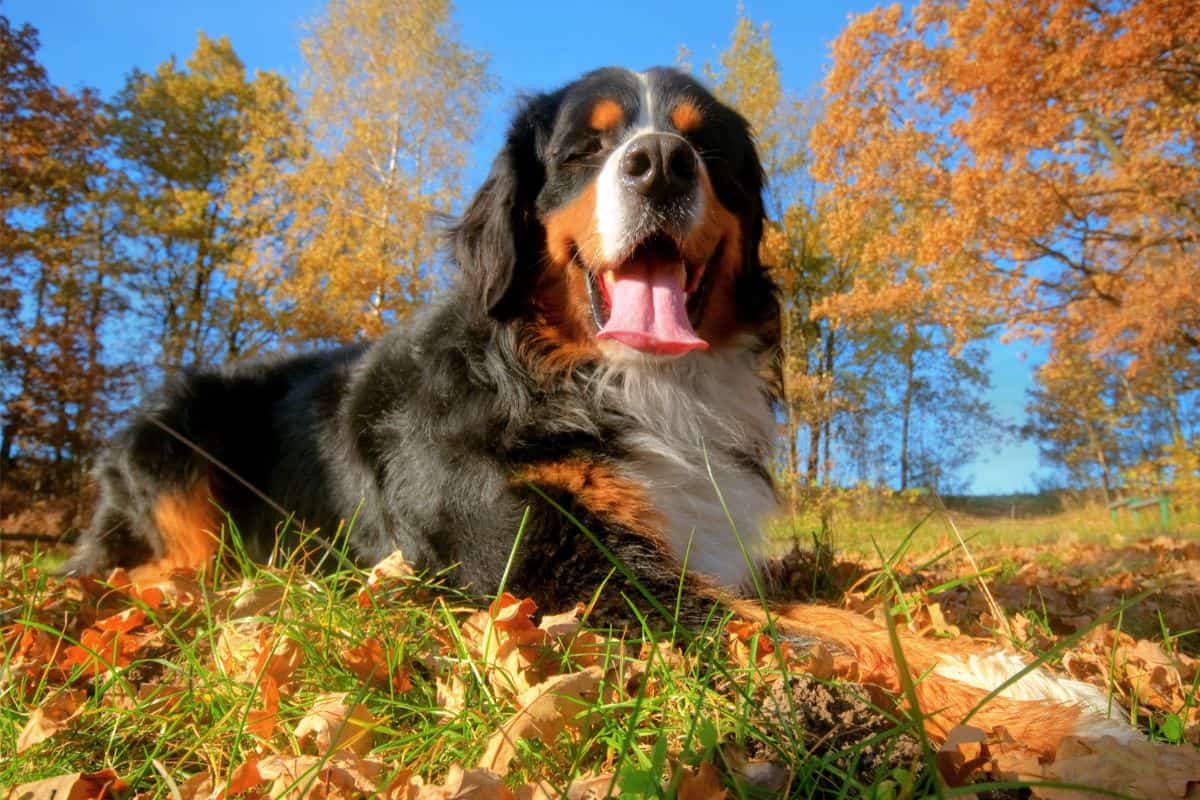 Is It Good Or Bad to shave your Bernese Mountain dog?