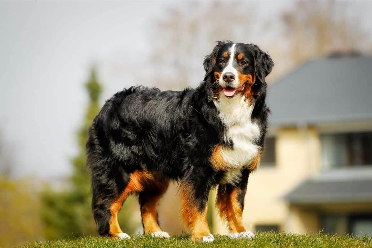 are bernese mountain dogs good swimmers