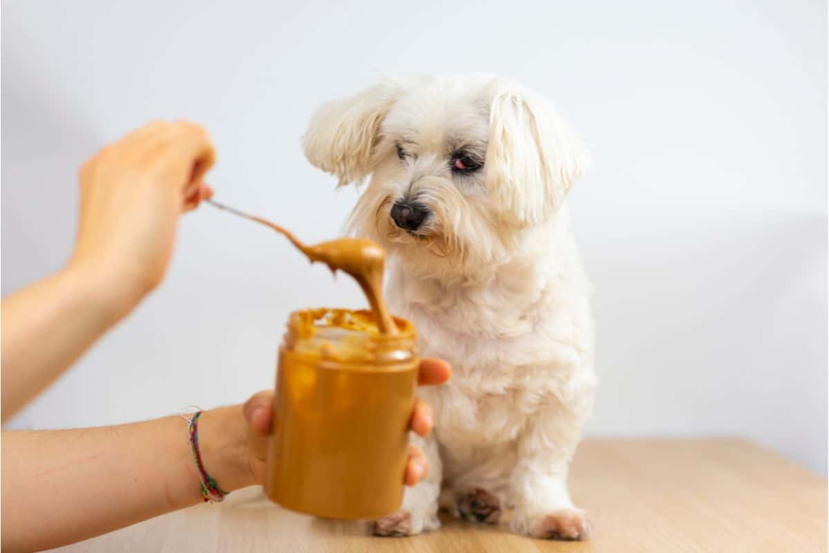 Safe Peanut Butter Brands For Dogs
