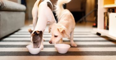 Should you feed your dog Dragon fruit and are there any benefits?